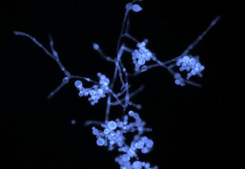 Credit : Delphine Patarot